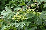 Acer campestre Feldahorn Gartenpflanze im Topf gewachsen ca. 80-100cm