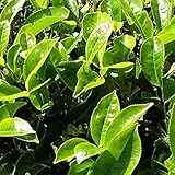 25Stücke Tee Samen (Camellia Sinensis) Frischer Grüner Tee Samen Mehrjähriges Immergrünes Holz Leicht Zu Kultivieren Und Mit Hohem Ertrag Erstellen Sie Einen Garten Im Freien