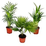 Exotenherz - Zimmerpalmen - 3er Set - Bergpalme (Chamaedorea) - Fächerpalme (Livistona) - Areca (Goldfruch-Palme)