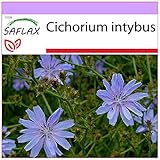 SAFLAX - Heilpflanzen - Wegwarte - 250 Samen - Cichorium intybus