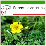 SAFLAX - Heilpflanzen - Gänsefingerkraut - 20 Samen - Mit keimfreiem Anzuchtsubstrat - Potentilla anserina