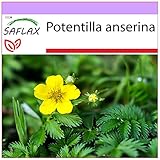SAFLAX - Heilpflanzen - Gänsefingerkraut - 20 Samen - Potentilla anserina