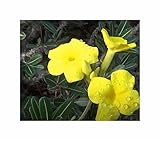 Stk - 10x Pachypodium rosulatum subsp. Cactipes Elefantenfuß Pflanzen - Samen ID1646 - Seeds & Plants Shop by Ipsa