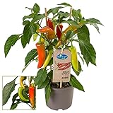 Exotenherz - Chili-Pflanze - mild - Peperoni - Pfefferstrauch für Balkon und Garten - 14cm Topf - Gemüse-To-Go