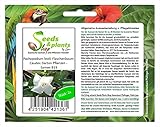 Stk - 2x Pachypodium lealii Flaschenbaum Caudex Garten Pflanzen - Samen B19 - Seeds & Plants Shop by Ipsa