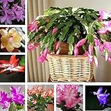 Schlumbergera-Samen, Kaktus-Blumentopf, Bonsai, Garten, reinigende Luftpflanze, Schlumbergera-Samen für Frauen, Männer, Kinder, Anfänger, Gärtner, Geschenk, 20 Stück