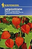 Lampionblume Gigantea, laternenartigen Ballonblüten eignen sich ausgezeichnet für Trockensträuße