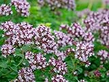 5.000 deutsche Samen vom gewöhnlichen Dost (lat. Origanum vulgare), auch bekannt unter Oregano, mehrjährige lila Pflanze, beliebtes Kraut bei Schmetterlingen und Bienen