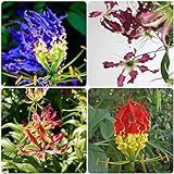Flammenlilien-Zwiebeln zum Pflanzen – Gloriosa Superba – 6 Flammenlilien-Zwiebeln – Züchten Sie Gloriosa Superba-Staudenpflanzen überall
