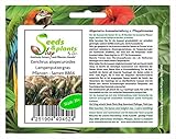 Stk - 20x Cenchrus alopecuroides Lampenputzergras Pflanzen - Samen B864 - Seeds & Plants Shop by Ipsa