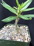 PLAT FIRM GERMINATIONSAMEN: Pachypodium Bispinosum, saftig