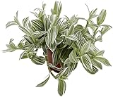 Fangblatt - Tradescantia albiflora 'Albovittata' - weiße Dreimasterblume im Ø 12 cm Topf - pflegeleichte Zimmerpflanze zum Hängen
