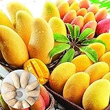 Oce180anYLVUK Mangobaumsamen, 10 Stück Beutel Mangobaumsamen Produktive Köstliche Früchte Garten Essbare Obstpflanzensämlinge Mangosamen