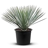 Tropictrees Schnabel-Yucca Rostrata mit Stamhöhe von 0-5 cm | Auffällige und dürreresistente Yucca Palme mit schwertförmigen Blättern | Himmlische Zimmerpflanze für Ihre Landschaft