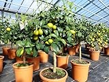 gruenwaren jakubik Kumquat Zwergorange Fortunella margarita Citrus Zitrus 60-80 cm Zitruspflanze Baum Pflanze