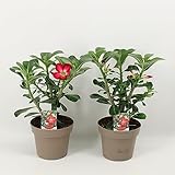 Adenium obesum rot - Wüstenrose - Topf 10,5cm - Höhe 25-40cm Zimmerpflanzen