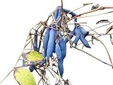 Blaugurkenbaum Decaisnea fargesii 10 Samen (Winterhart) Blauschote
