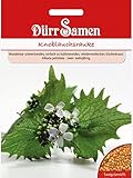 Knoblauchsrauke, Knoblauchrauke, Knoblauchskraut, Knoblauchhederich, Alliaria petiolata, ca. 100 Samen