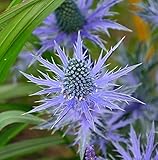 Garten-Mannstreu Big Blue - Eryngium zabelii - Gartenpflanze