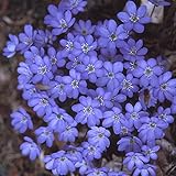 Staude Heimisches Leberblümchen - Hepatica nobilis- mit dunkel-blauen bis violetten Blüten - winterhart mehrjährig - Garten Schlüter - Pflanzen in Top Qualität