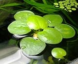 AquaPlants Froschbiss/Limnobium laevigatum - mittelgroß, 4 Stück