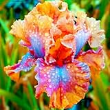 Kältebeständig,Einfach anzubauen, Gesunde Zwiebeln, Winterhartes,Vielfalt,Natürlich und biologisch, Winterharte Rhizome,Leicht zu keimen-4 Iris Schwertlilien