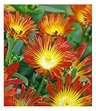 BALDUR Garten Winterharte Eisblume 'Fire Wonder', 3 Pflanzen, Delosperma congestum Steingarten, winterharte Staude, trockenresistent, mehrjährig, bienenfreundlich, blühend