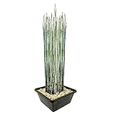 vdvelde.com - Japanischer Schachtelhalm - 4 Stück - Equisetum Japonicum - Wasserpflanze - Ausgewachsene Höhe: 120 cm - Platzierung: -1 bis -20 cm