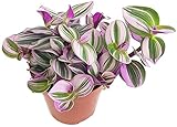 Fangblatt - Dreimasterblume - Tradescantia fluminensis 'tricolor' (Nanouk) - lila Zimmerpflanze im Ø 12 cm Topf - wuchsfreudige Ampelpflanze