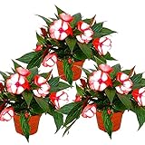 Exotenherz - Edel-Lieschen - Impatiens Neu-Guinea - 12cm Topf - Set mit 3 Pflanzen - Rot-Weiß