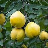 sehr beliebte Delikatesse Apfelquitte 120-150 cm im 7,5 Liter Topf sehr Ertragreich ganzjährig pflanzbar direkt aus der Baumschule (Apfelquitte)