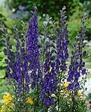Aconitum napellus 'Newry Blue' P1 - Blauer Eisenhut, Winterhart, Bienenfreundlich, Schattenliebend, Gartenstaude 9cm Topf