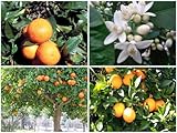 Kalt hardy Bitterorange/Marmelade Orangenbaum (Citrus aurantium) - 25 Samen