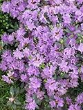 Rhododendron 'Ramapo' - Winterharter Zwerg-Alpenrose, Blaue Blüten, Immergrün, Ideal für Kübel, P11