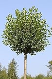 Kugelkirsche, Stämmchen, Höhe: 180-190 cm Prunus fruticosa Globosa, Steppenkirsche + Dünger