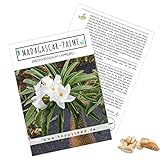 Exotische Kakteen Samen mit hoher Keimrate - Sukkulenten Samen Set für deinen eigenen wunderschön blühenden Kaktus (1x Madagascar-Palme)