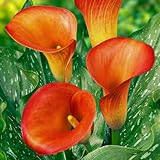 Orange Passion (Orange) Zantedeschia Calla Lilien Zwiebeln, 5 echte und große Knollen, die mehr als 5 Blüten tragen, Ideale Gartenpflanze, Blumenzwiebeln aus Holland (kein Samen und nicht künstlich)