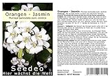 Seedeo® Orangen-Jasmin (Murraya paniculata) 10 Samen