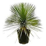 Trendyplants - Yucca Rostrata am Stamm - Winterhart - Gartenpflanze - Höhe 60-80 cm - Topfgröße Ø27cm