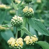 6 x Syrisches Brandkraut - Phlomis Russeliana Topf 9x9cm: Trockenheitsresistente Staude mit beeindruckenden Blütenständen