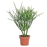 Exotenherz - Euphorbia tirucalli - Bleistiftkaktus - grosse Pflanze im 12cm Topf