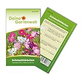 Cosmea Schmuckkörbchen Sensation Mix Samen - Cosmos bipinnatus - Cosmeasamen - Blumensamen - Saatgut für 70 Pflanzen
