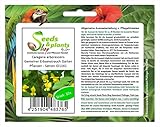 Stk - 10x Caragana arborescens Gemeiner Erbsenstrauch Garten Pflanzen - Samen ID1161 - Seeds & Plants Shop by Ipsa