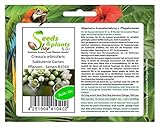 Stk - 10x Crassula orbicularis Sukkulente Garten Pflanzen - Samen B1034 - Seeds & Plants Shop by Ipsa