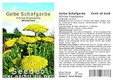 Seedeo® Gelbe Schafgarbe 'Cloth of Gold' Achillea filipendulina 200 Samen
