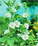 Seedeo Eibisch (Althae officinalis) 100 Samen