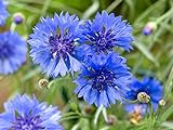 Blaue Kornblume Samen 1000+ Centaurea cyanus Blumenwiese Bienenweide Wildblume Blume