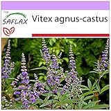 SAFLAX - Heilpflanzen - Mönchspfeffer - 30 Samen - Vitex agnus-castus