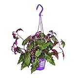 Exotenherz - Zimmerpflanze zum Hängen - Gynura Purple Passion - Samtblatt - Samtnessel - lilafarbene Pflanze 14cm Ampeltopf