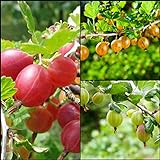 3st Stachelbeeren Hochstamm 70-100cm im Topf Rote/grüne/gelbe Frucht veredelt Ribes Obst